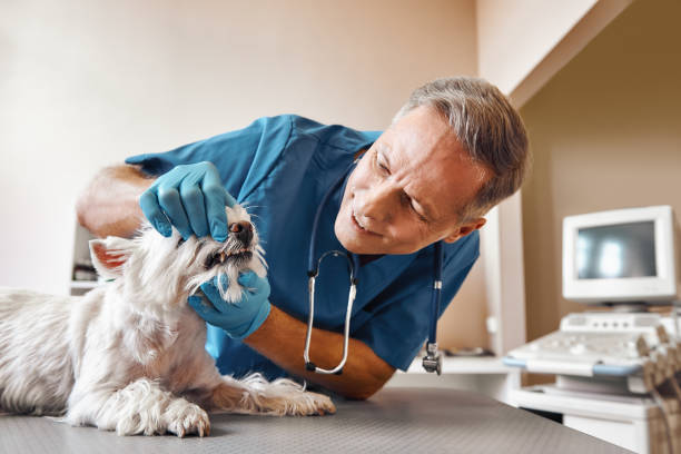 Best Emergency Root Canal Therapy in Westminster, CA